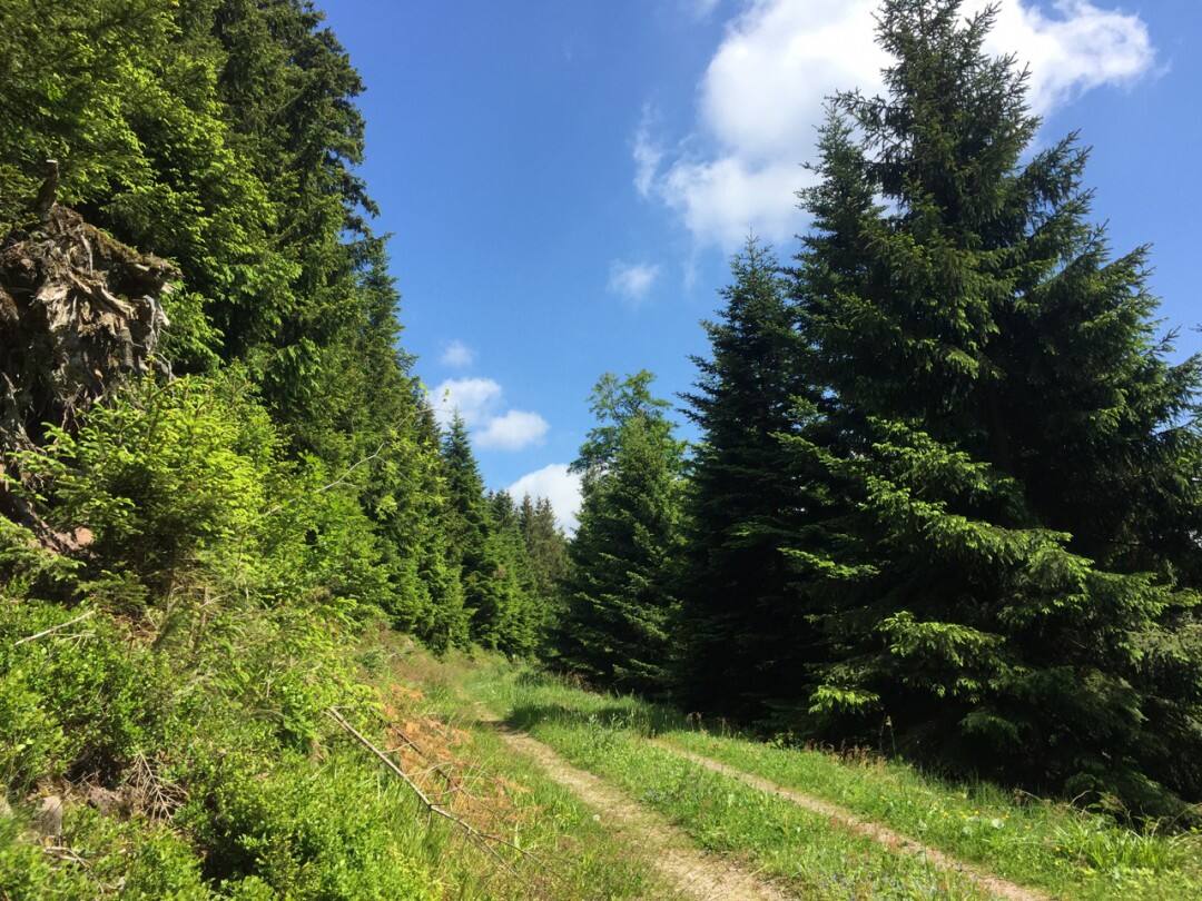 Bodensee und Schwarzwald 2015