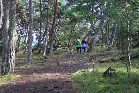 Im Wald