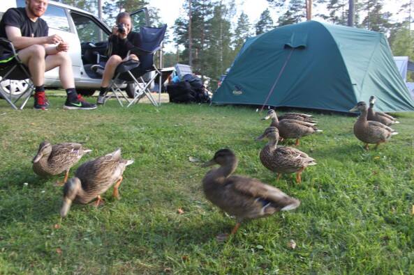 Es wurden immer mehr Enten...