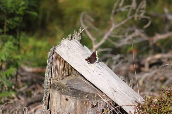 Schmetterling