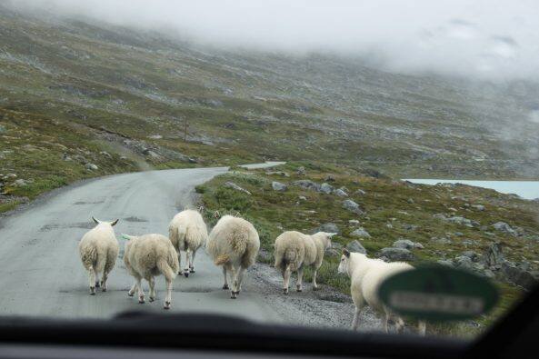 Schafe sind die Herren der Straße in Norwegen - nicht nur hier